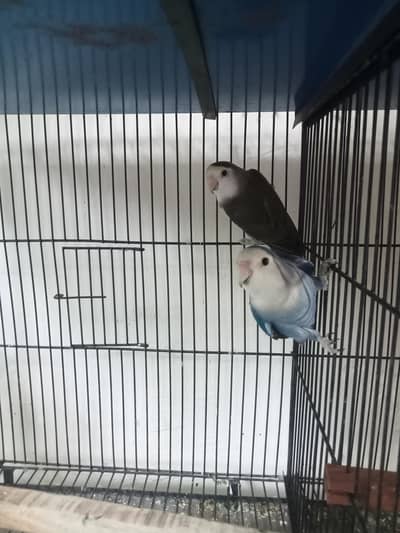rosicolli lovebirds Breeder pair