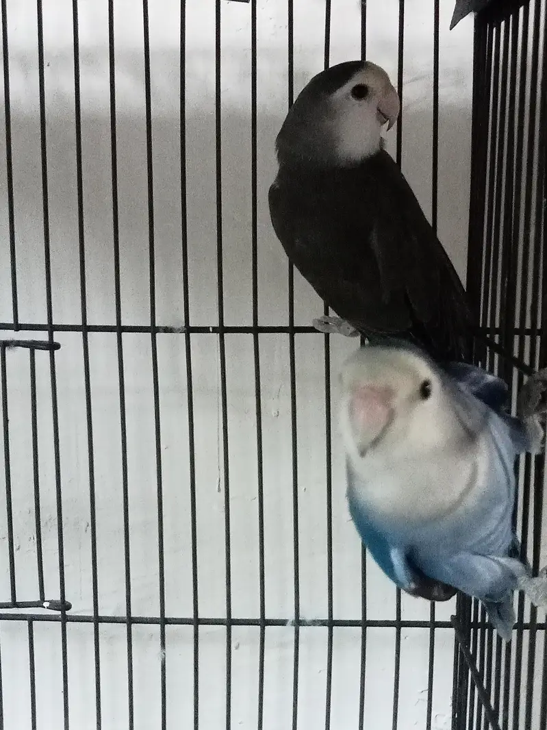 rosicolli lovebirds Breeder pair — photo 2