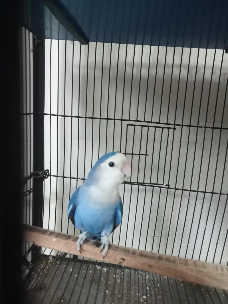 rosicolli lovebirds Breeder pair — photo 3