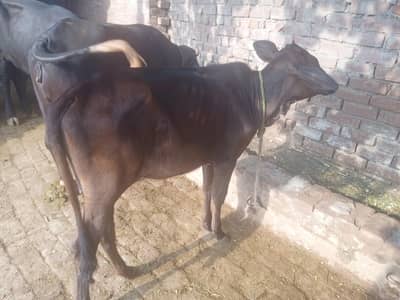 6 janwar for sale lamsum