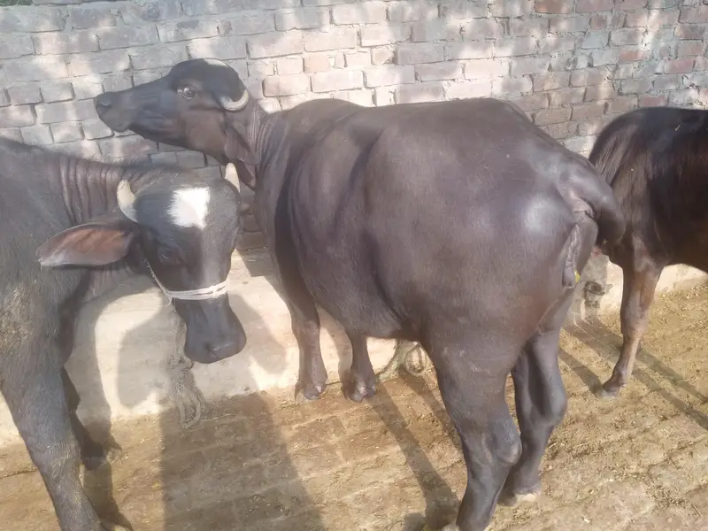 6 janwar for sale lamsum — photo 2