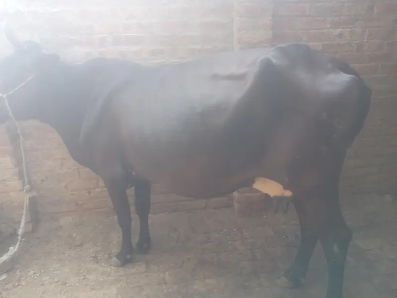 6 janwar for sale lamsum — photo 3