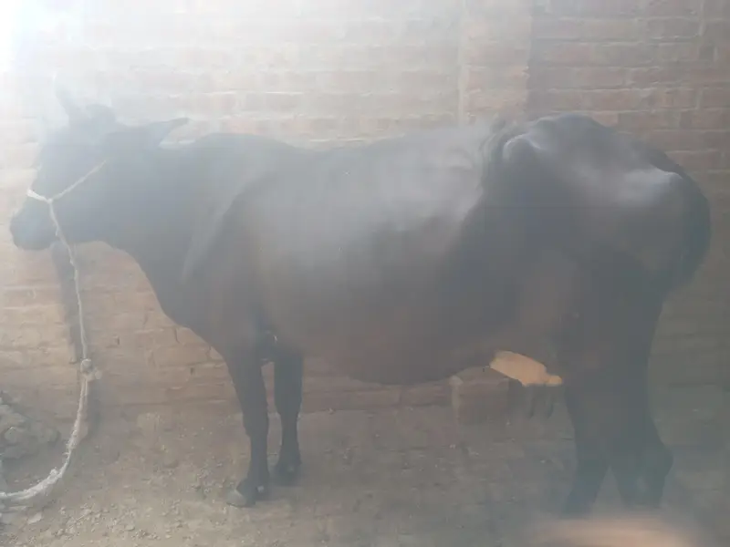 6 janwar for sale lamsum — photo 4