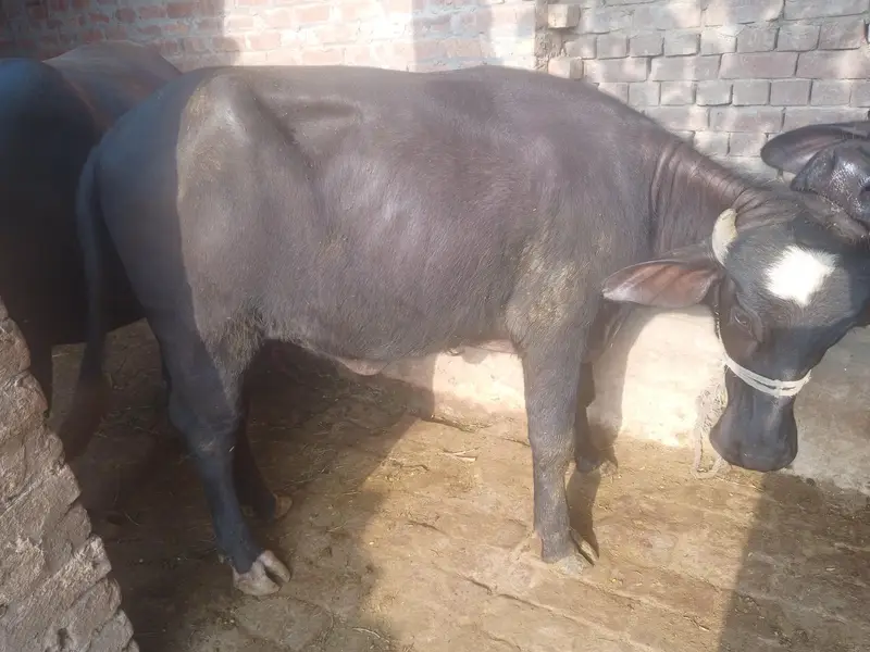 6 janwar for sale lamsum — photo 5