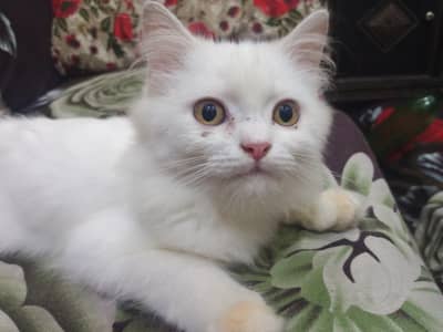 cat ha pure Persian white clour