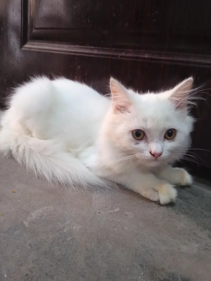 cat ha pure Persian white clour — photo 2