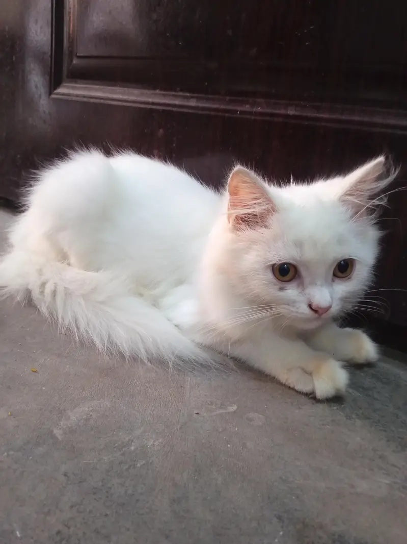 cat ha pure Persian white clour — photo 3