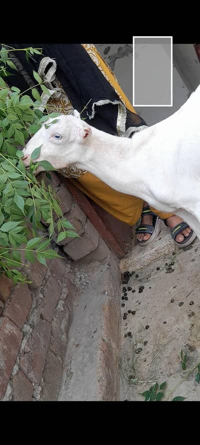 tadi female kanj