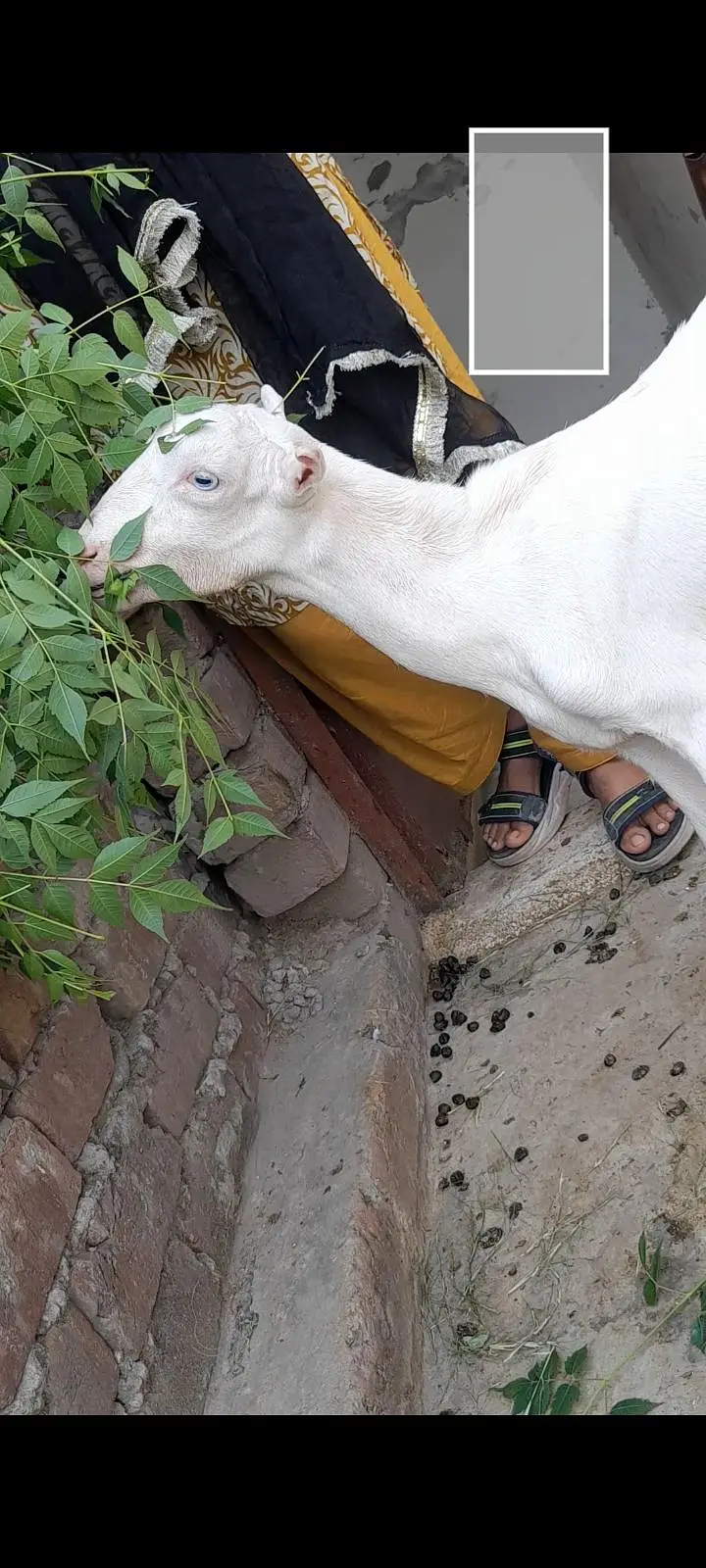 tadi female kanj — photo 2