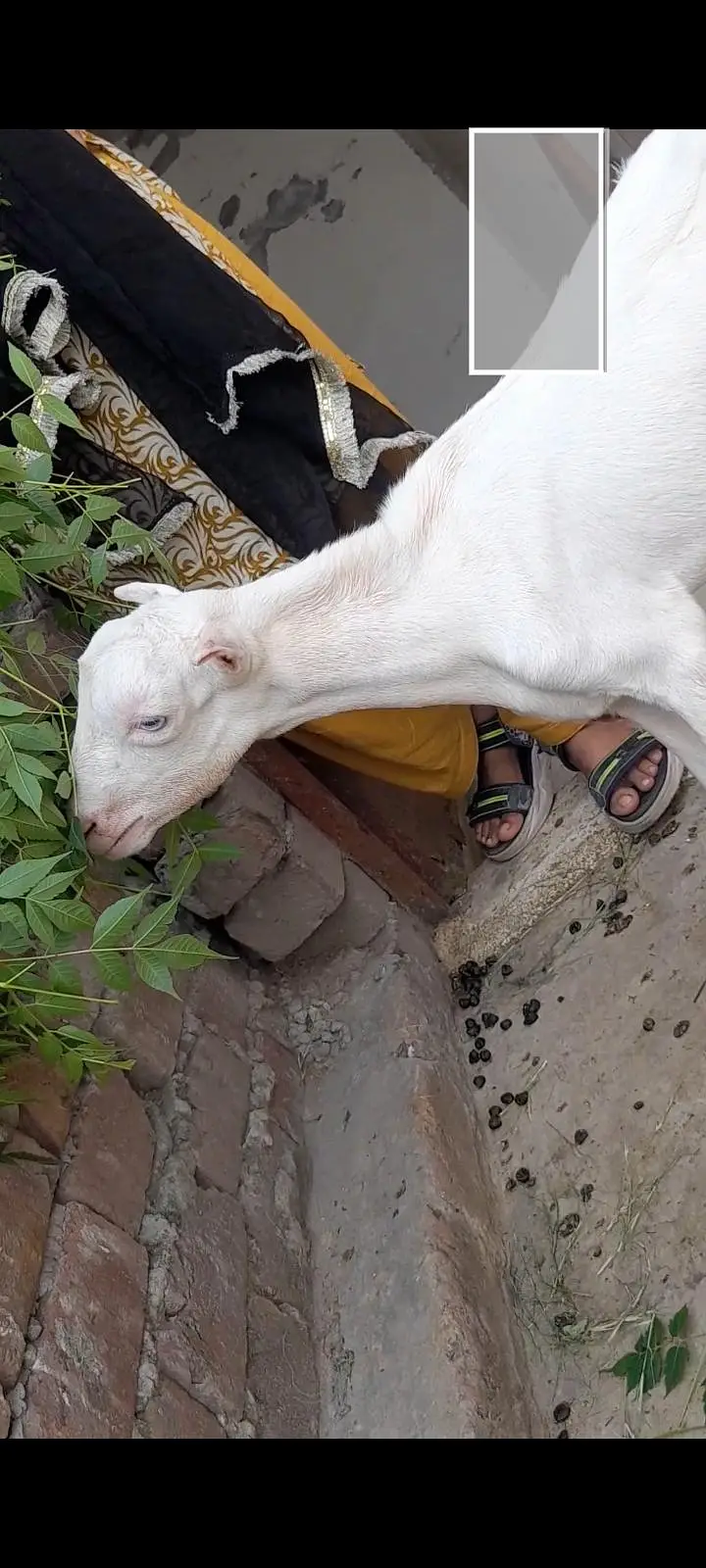 tadi female kanj — photo 3