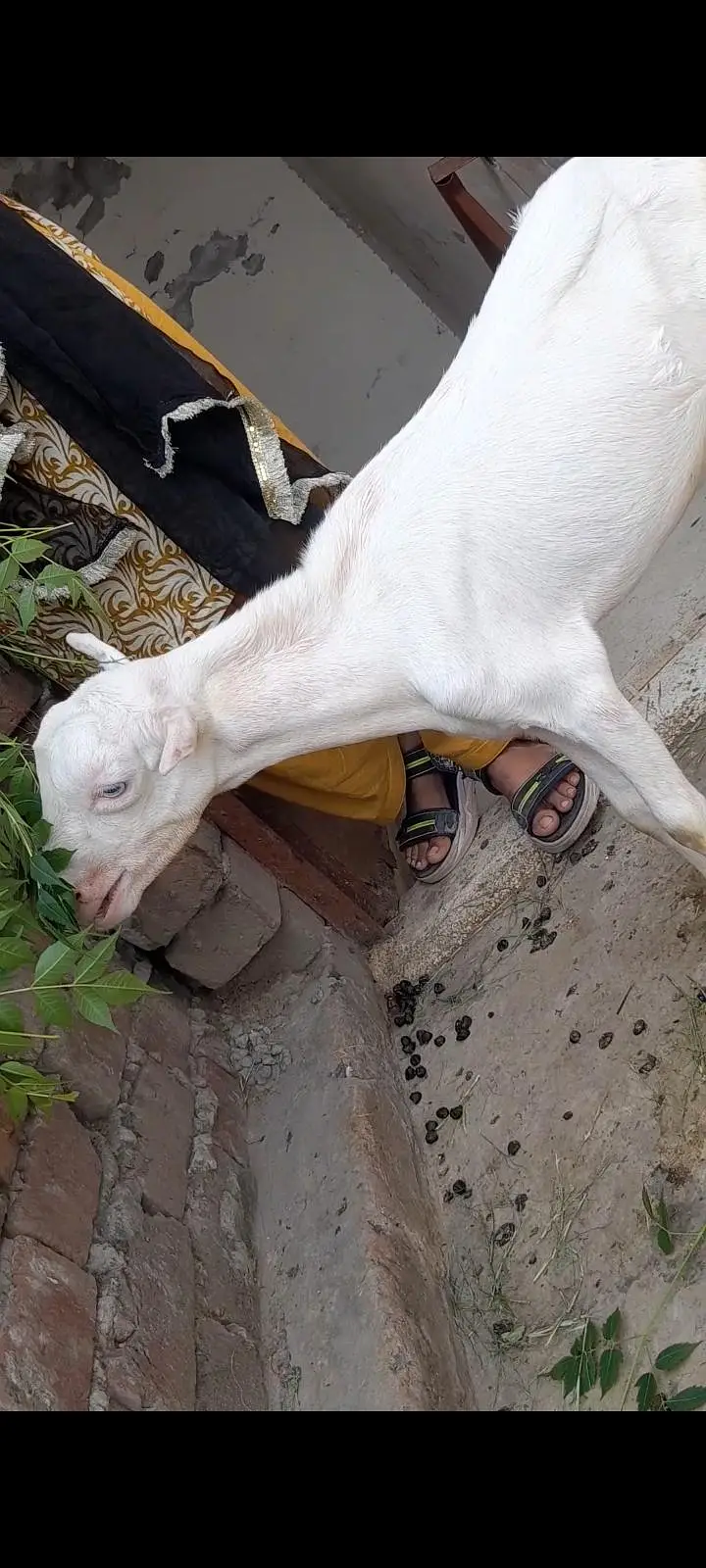 tadi female kanj — photo 4