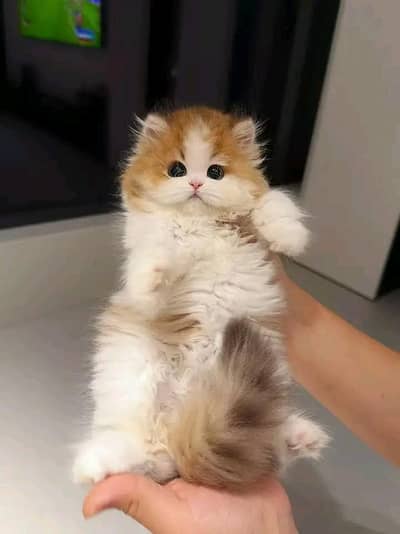 Cat Persian kittens  Kitty Blue eyes low Price OƷ480I63O63 WA