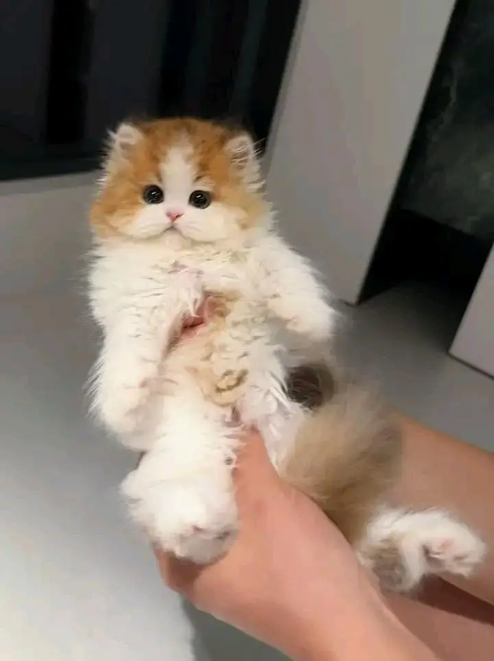 Cat Persian kittens  Kitty Blue eyes low Price OƷ480I63O63 WA — photo 2
