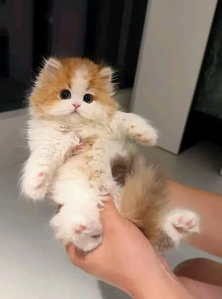 Cat Persian kittens  Kitty Blue eyes low Price OƷ480I63O63 WA — photo 3