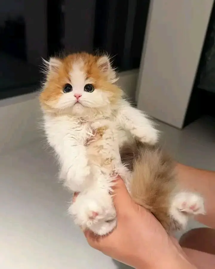 Cat Persian kittens  Kitty Blue eyes low Price OƷ480I63O63 WA — photo 4