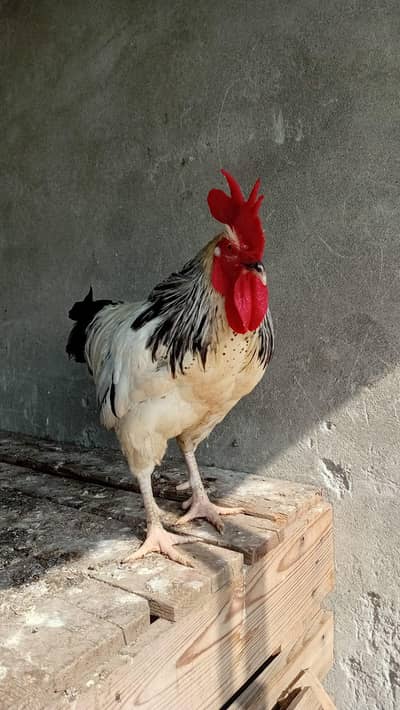 Dark Sussex breeder male for sale healthy and active