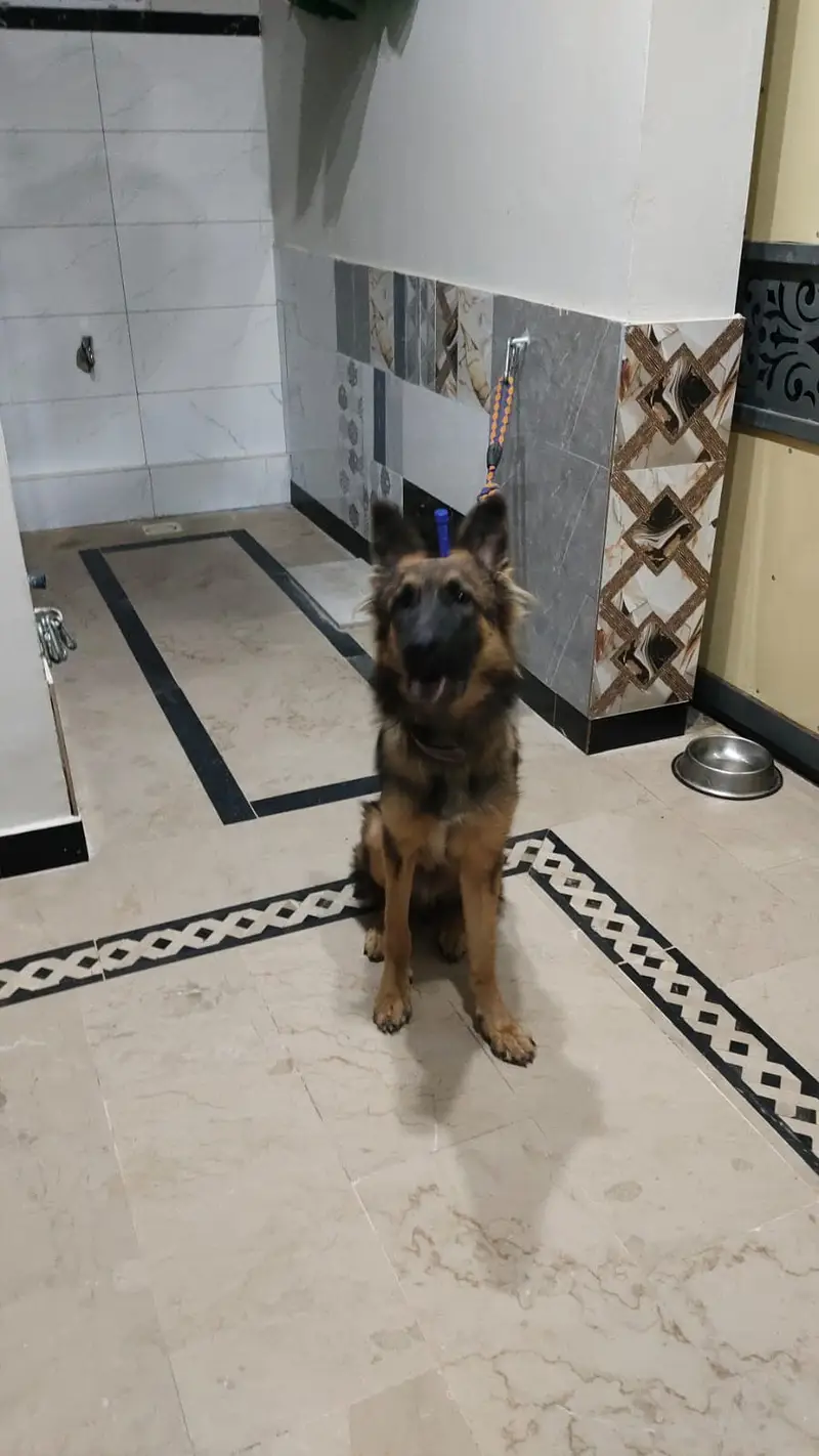 German Shepherd Long Coat
