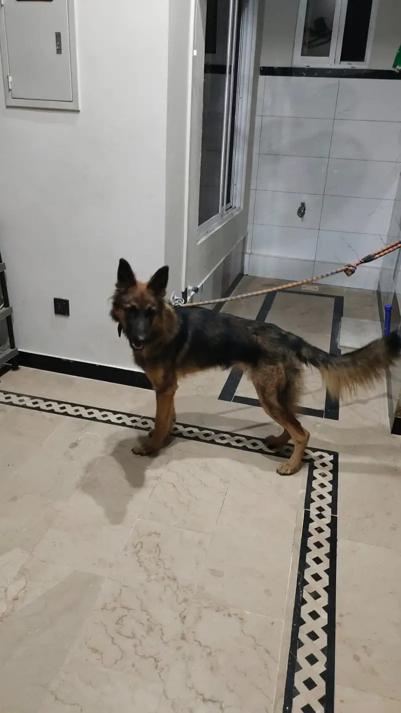 German Shepherd Long Coat — photo 2