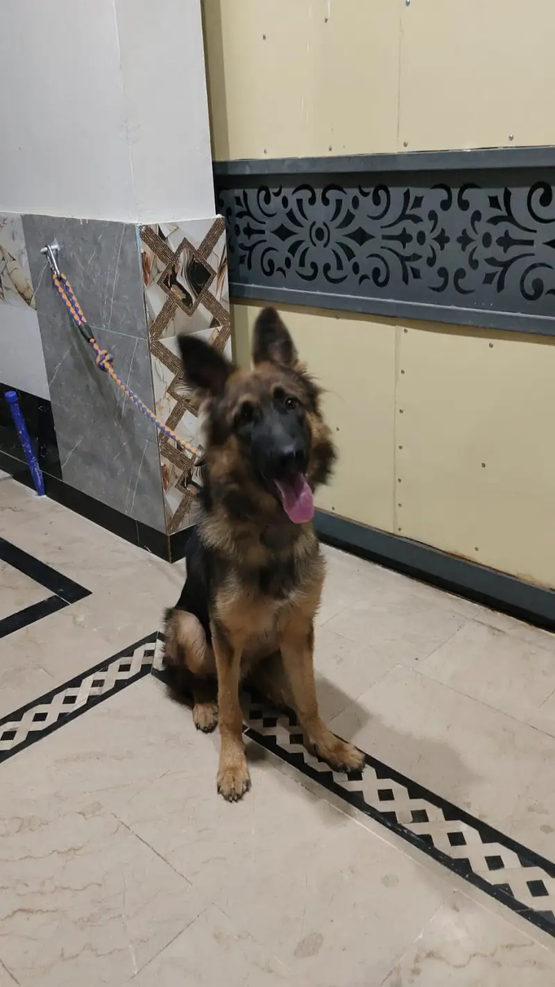German Shepherd Long Coat — photo 3