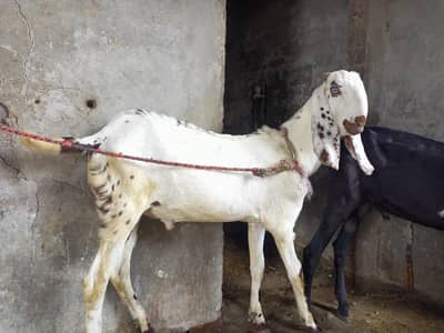 Desi bakra