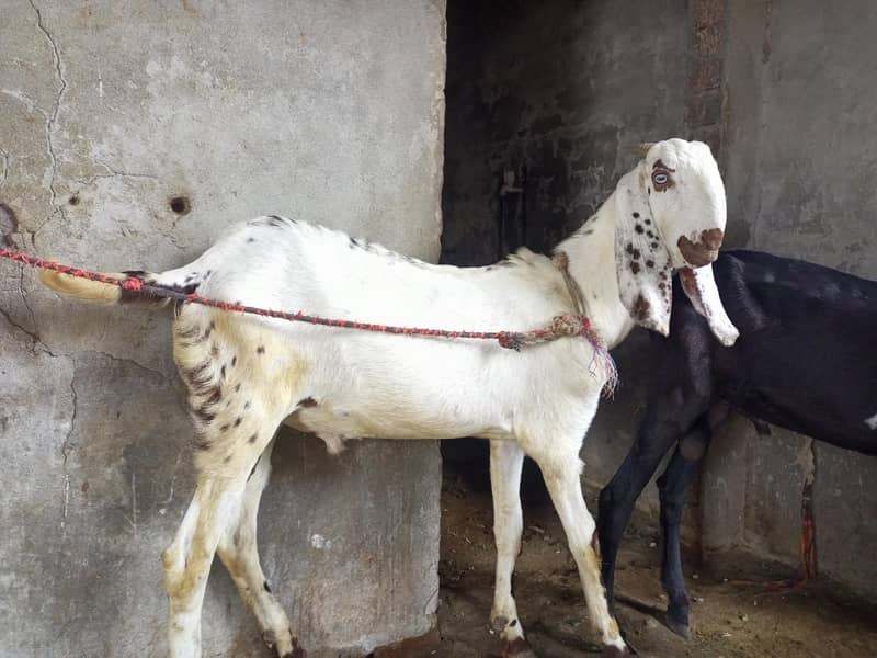 Desi bakra 0