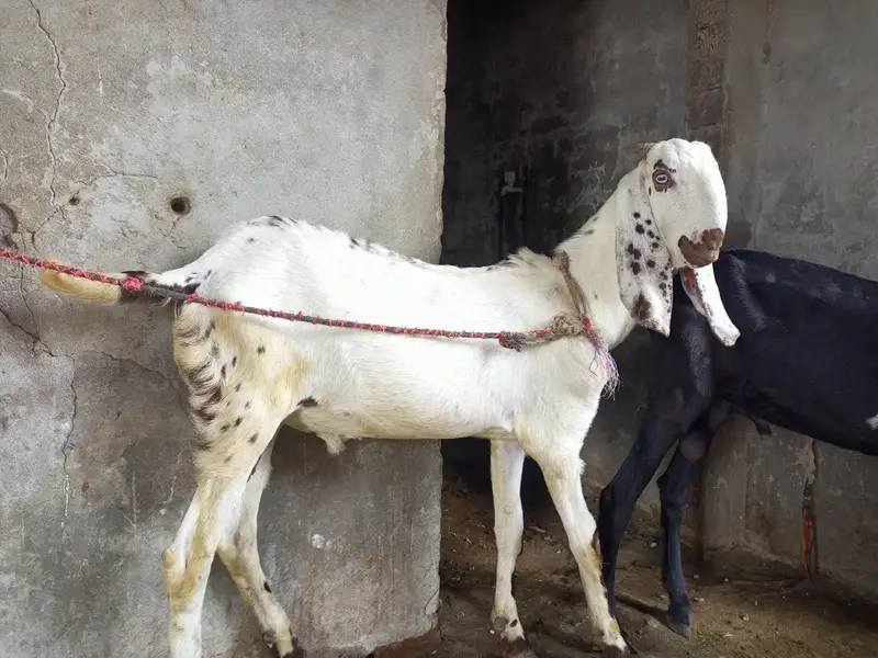 Desi bakra