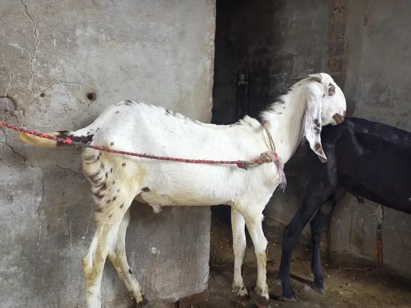 Desi bakra — photo 2