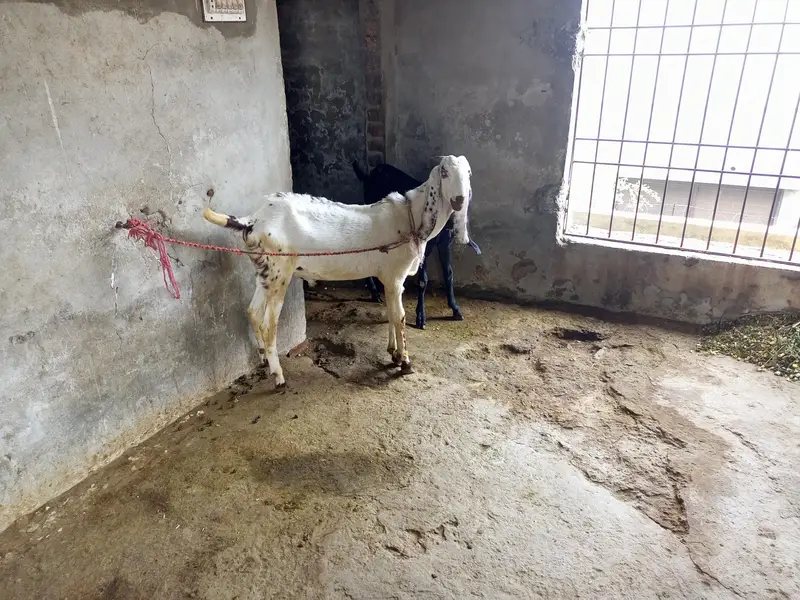 Desi bakra — photo 3