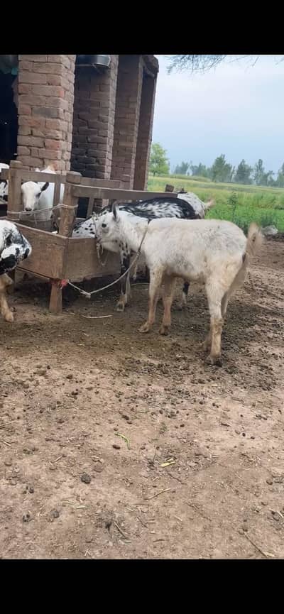 Barbari ghulabi breeder male