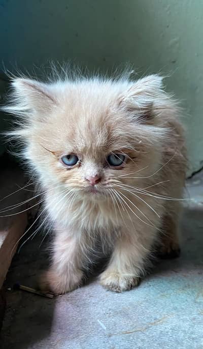Persian Kittens Pair | Persian Male Kittens Triple coat +92/3026078775