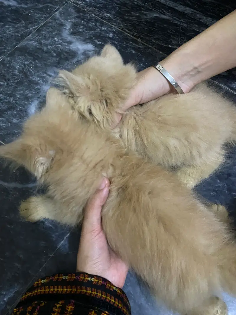Persian Kittens Pair | Persian Male Kittens Triple coat +92/3026078775 — photo 2
