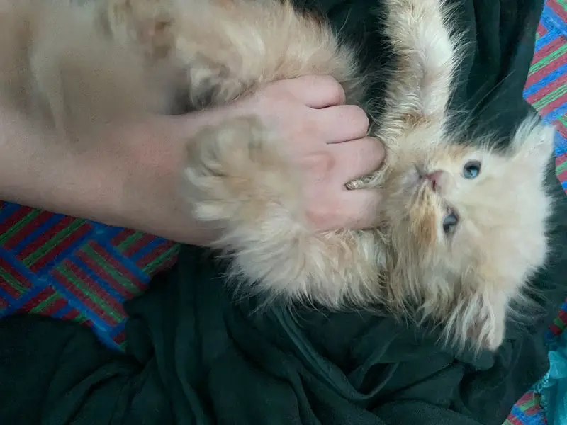 Persian Kittens Pair | Persian Male Kittens Triple coat +92/3026078775 — photo 3
