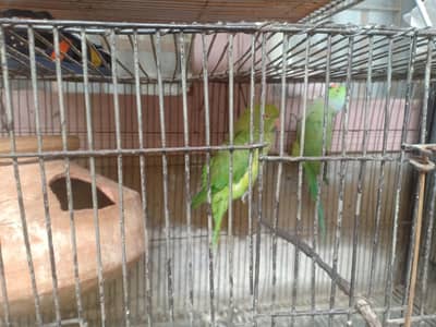 ringneck pair