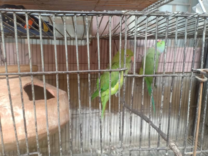 ringneck pair 0