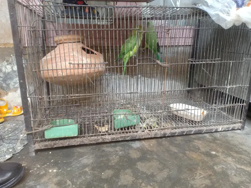 ringneck pair — photo 2