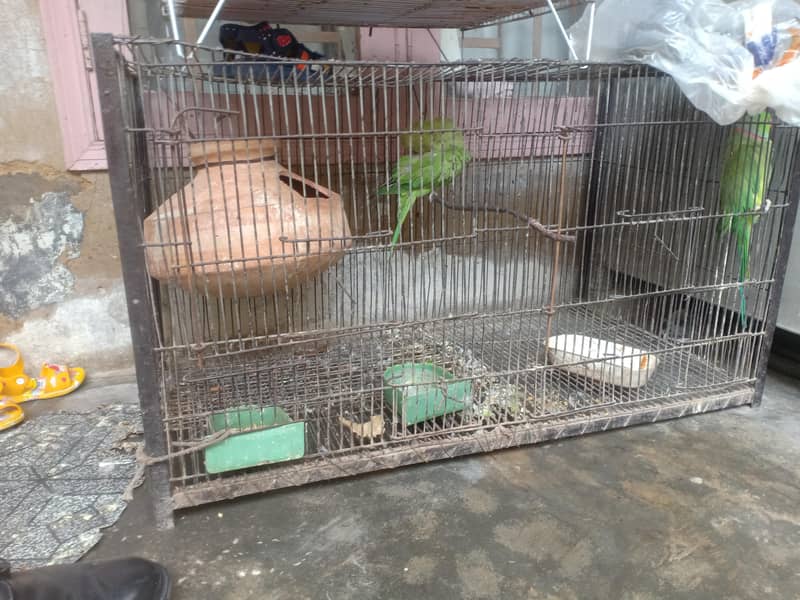 ringneck pair 2