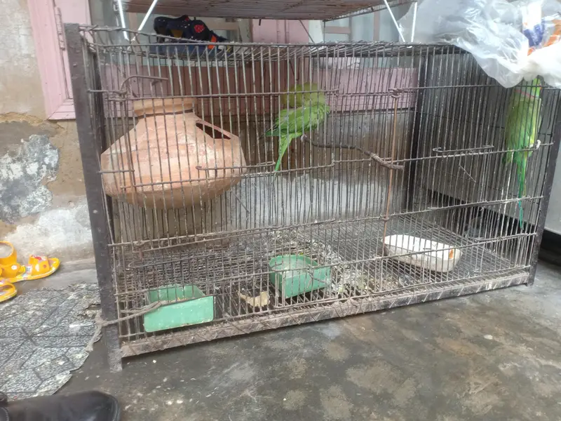 ringneck pair — photo 3
