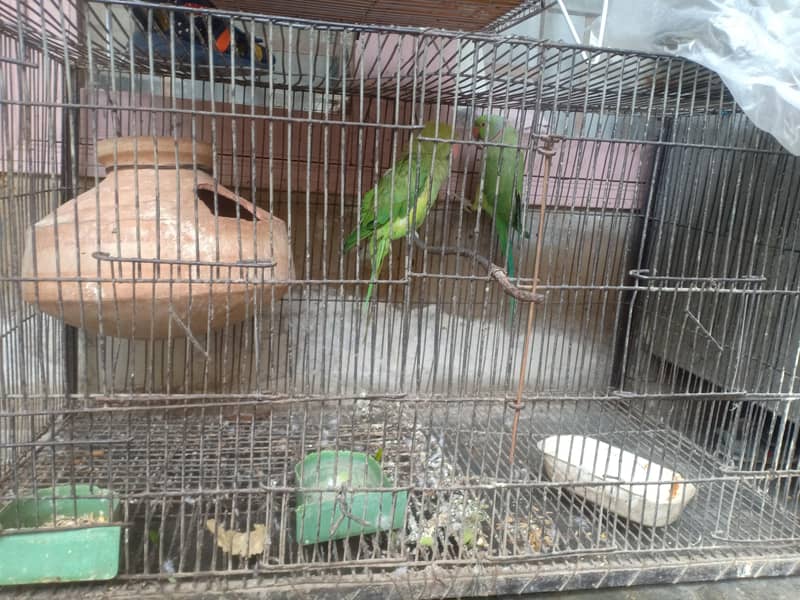 ringneck pair 3