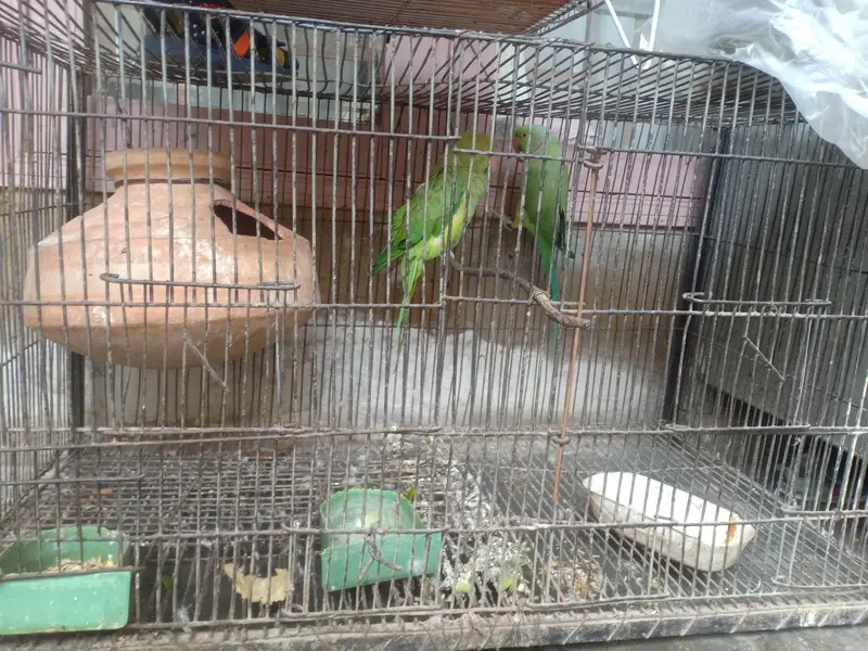 ringneck pair — photo 4