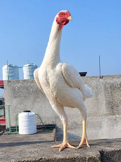 Pure Shamo Female Hen – Strong & Healthy