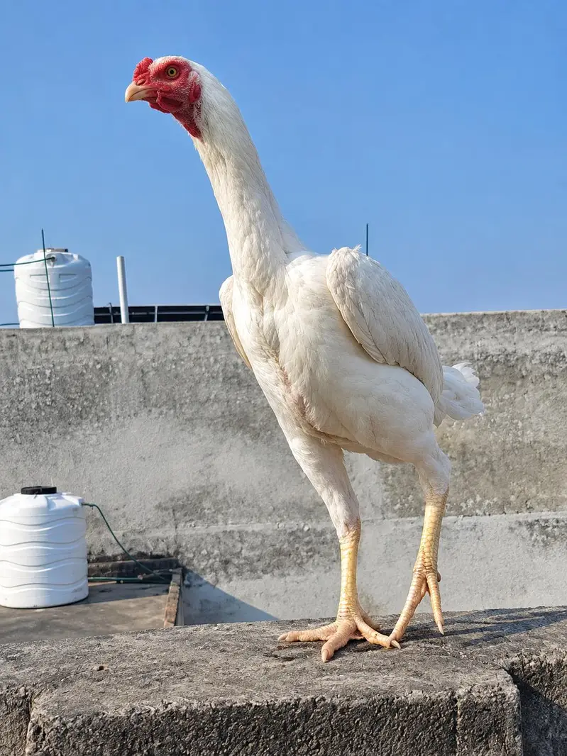 Pure Shamo Female Hen – Strong & Healthy — photo 2