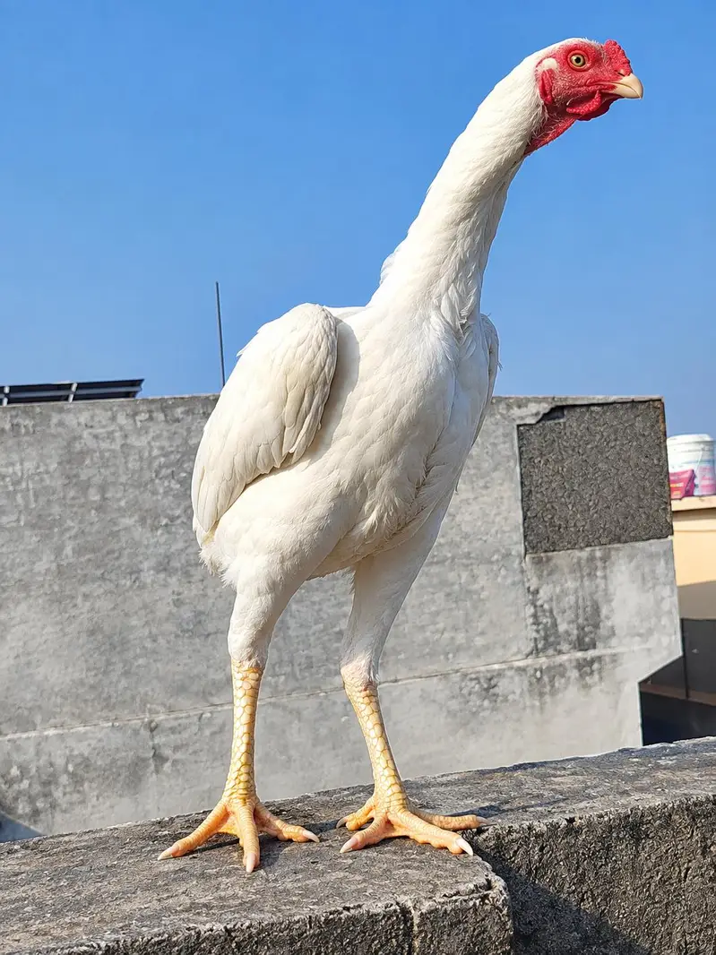 Pure Shamo Female Hen – Strong & Healthy — photo 3