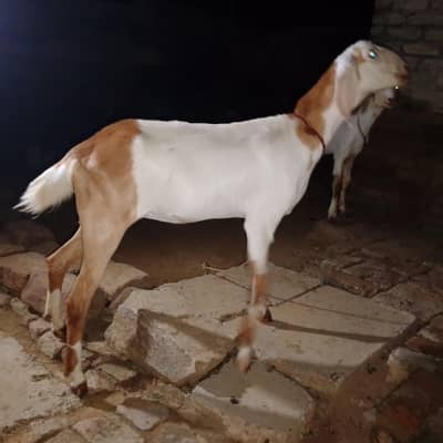 Betal + Taddy 2 bakri
