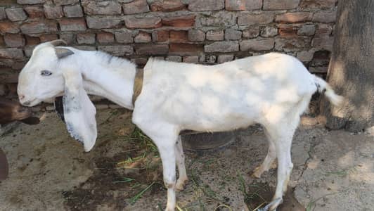 white gulabi Bakra for sale