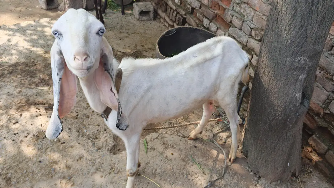 white gulabi Bakra for sale — photo 2