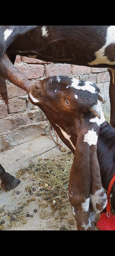 A+NAGRA BEETAL BAKRI with BREEDER QUALITY 7 MONTHS BAKRA