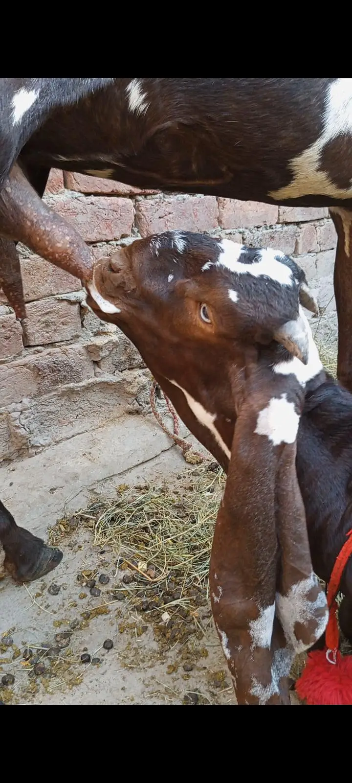 A+NAGRA BEETAL BAKRI with BREEDER QUALITY 7 MONTHS BAKRA — photo 4
