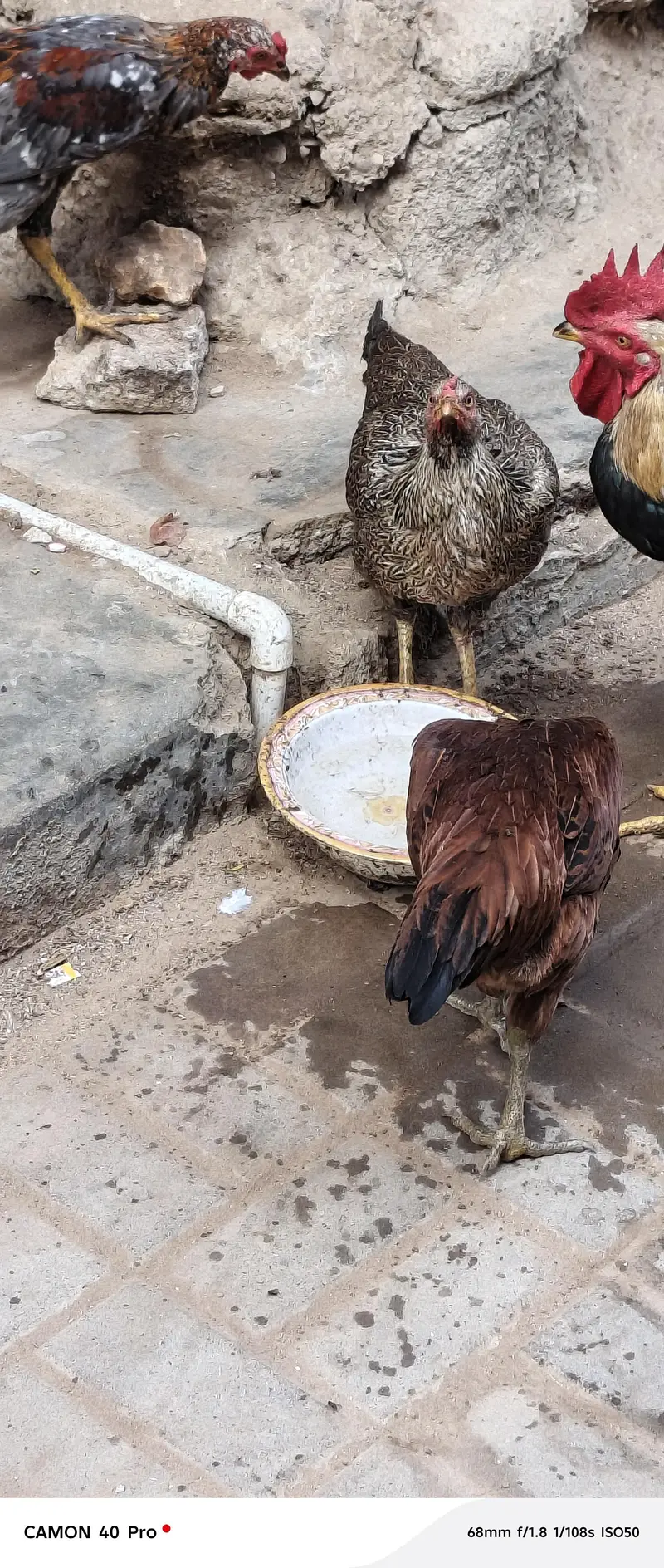 aseel murga and murgiyan — photo 3