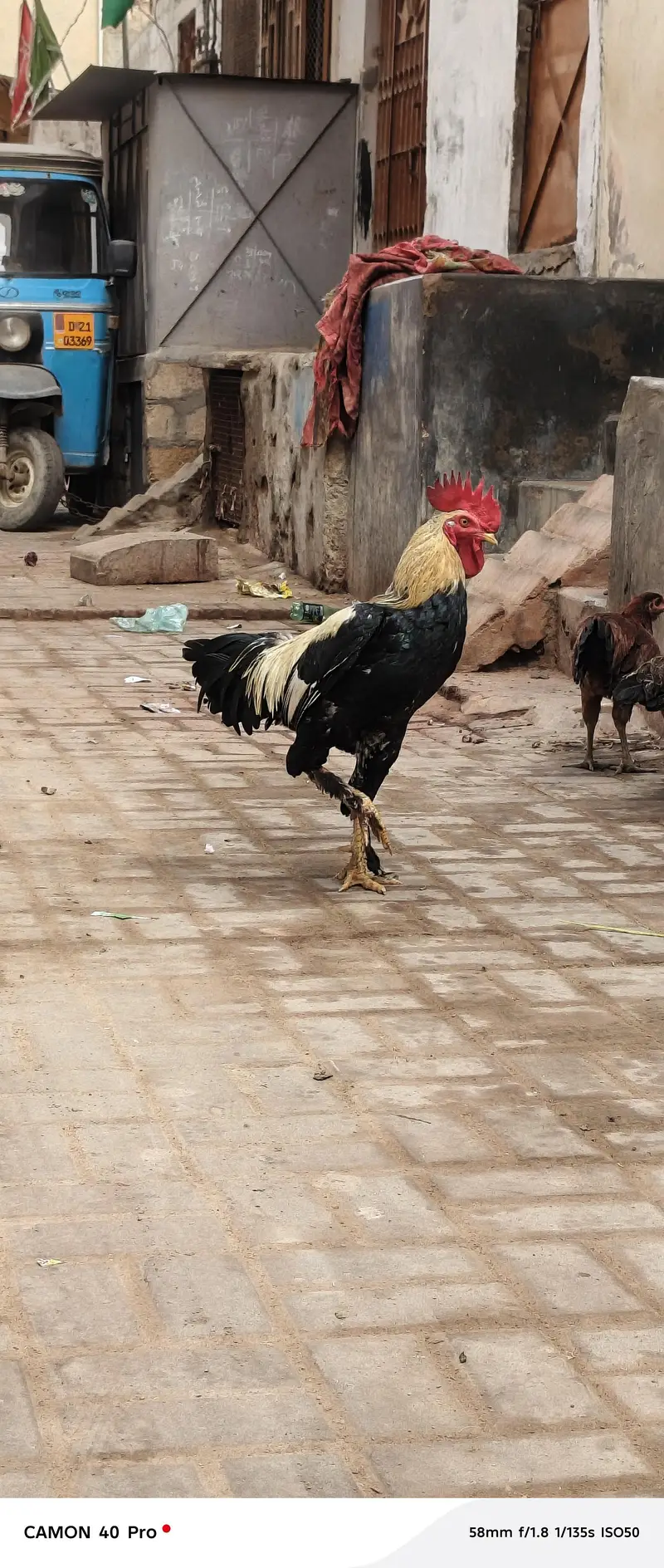 aseel murga and murgiyan — photo 4