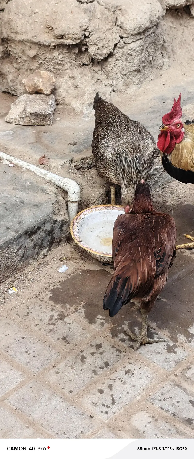 aseel murga and murgiyan — photo 5
